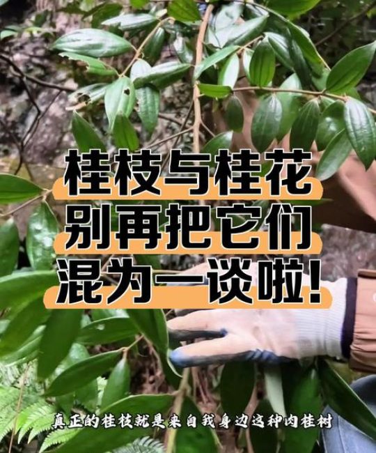 桂枝是桂花树的枝吗？园艺专家为你辨析两种植物