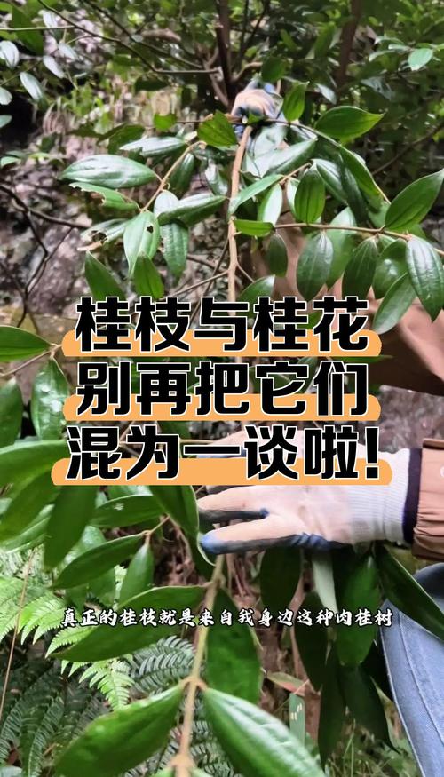 一、植物学上的根本区别