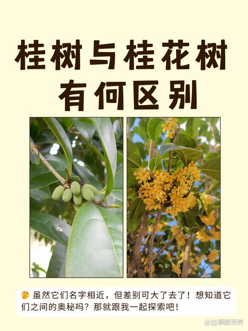 二、形态与用途差异