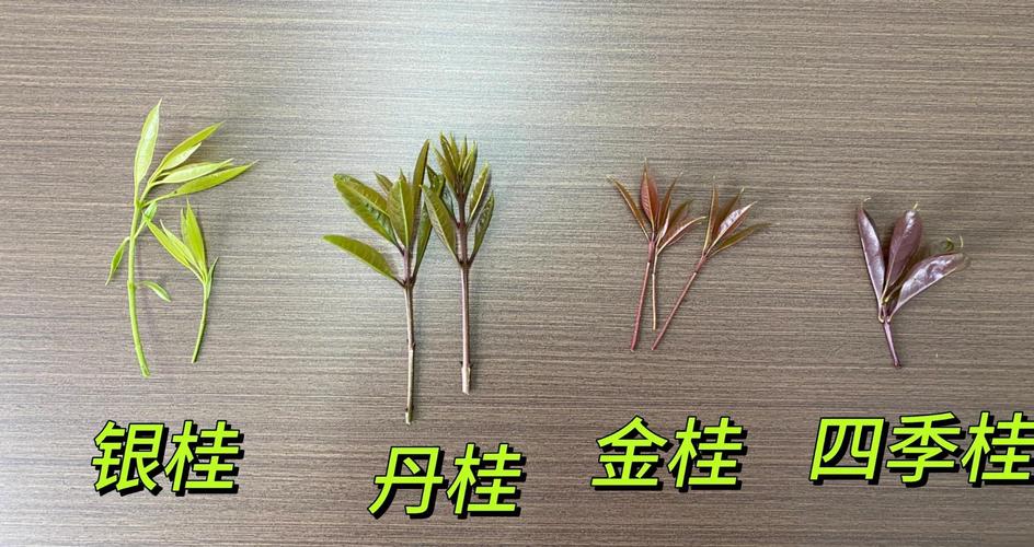 三、园艺栽培中的常见误区