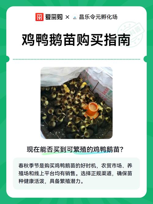 鹅苗什么时候买最好养?最佳购买时机与养殖技巧全攻略 四、鹅苗到家后的“黄金7天”管理技巧
