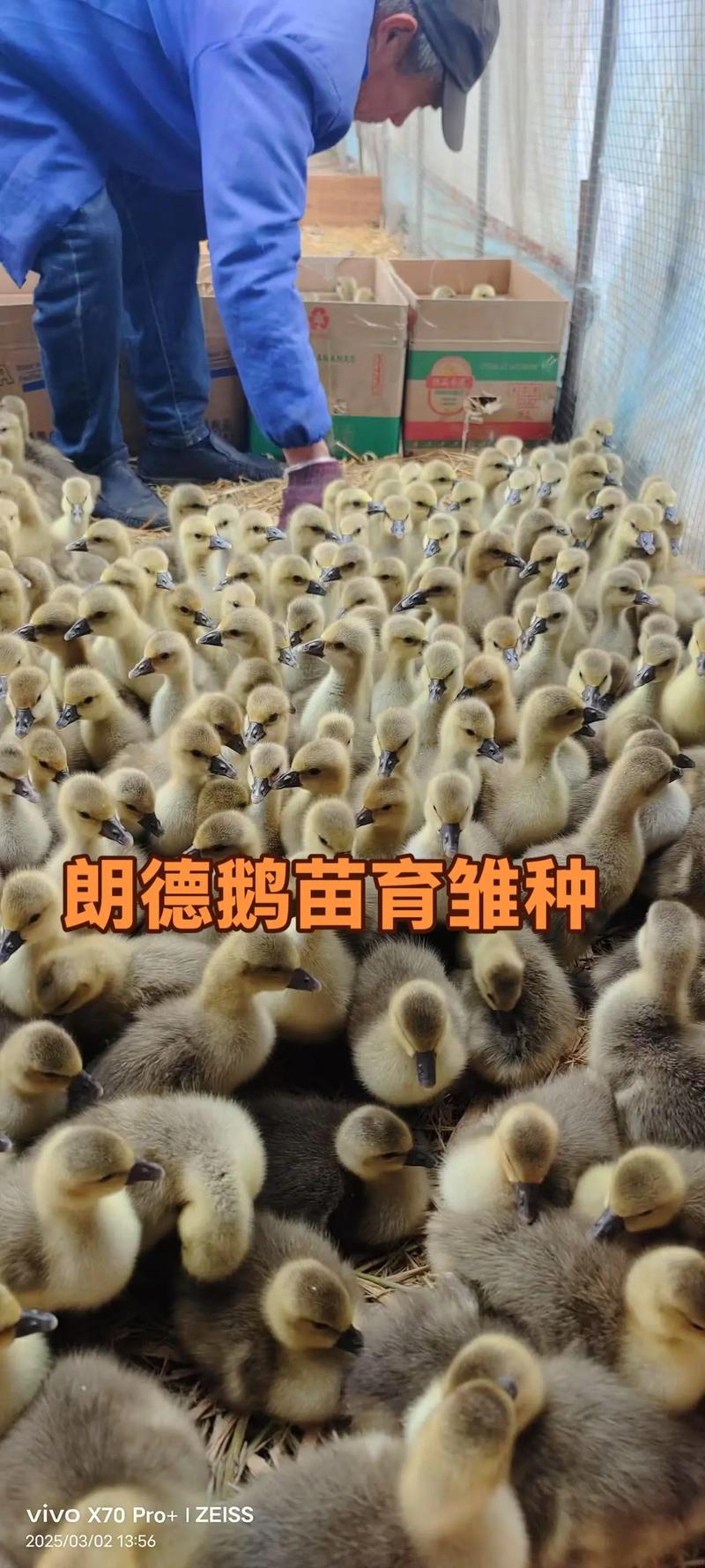 鹅苗什么时候买最好养?最佳购买时机与养殖技巧全攻略 二、鹅苗日龄的选择