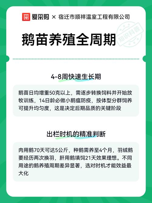 鹅苗什么时候买最好养?最佳购买时机与养殖技巧全攻略 结语