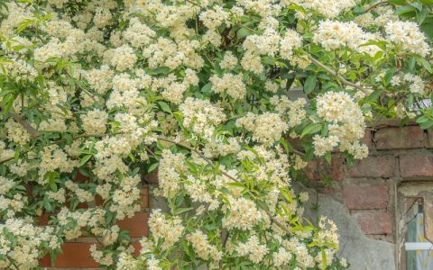 木香花树是什么样子的？形态特征与养护要点全解析