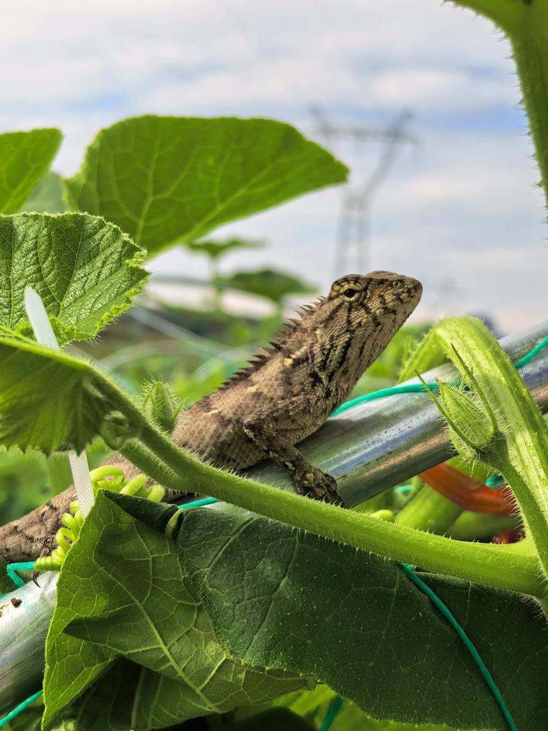 板栗南瓜种植方法与时间指南 板栗南瓜种植方法与时间指南