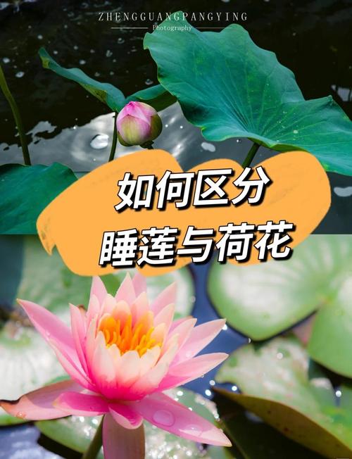睡莲与荷花是一种花吗?园艺专家教你3步区分两种经典水生植物 景观配置与池塘应用建议