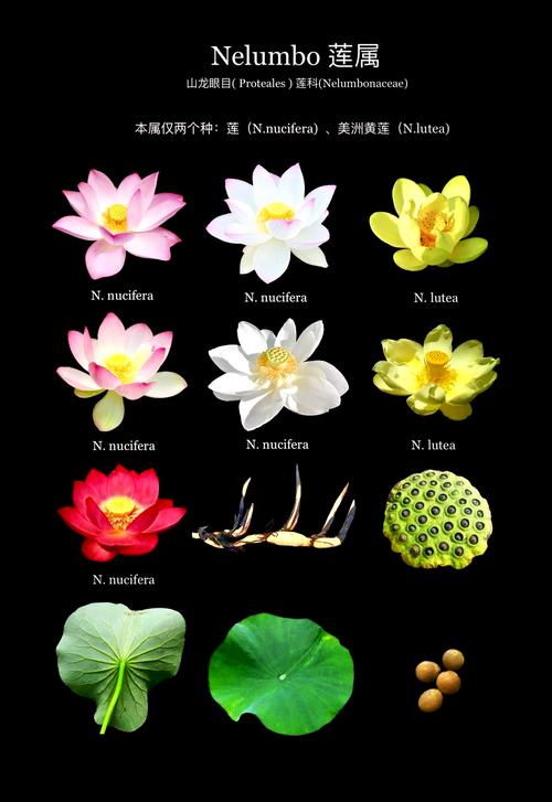 睡莲与荷花是一种花吗?园艺专家教你3步区分两种经典水生植物 总结