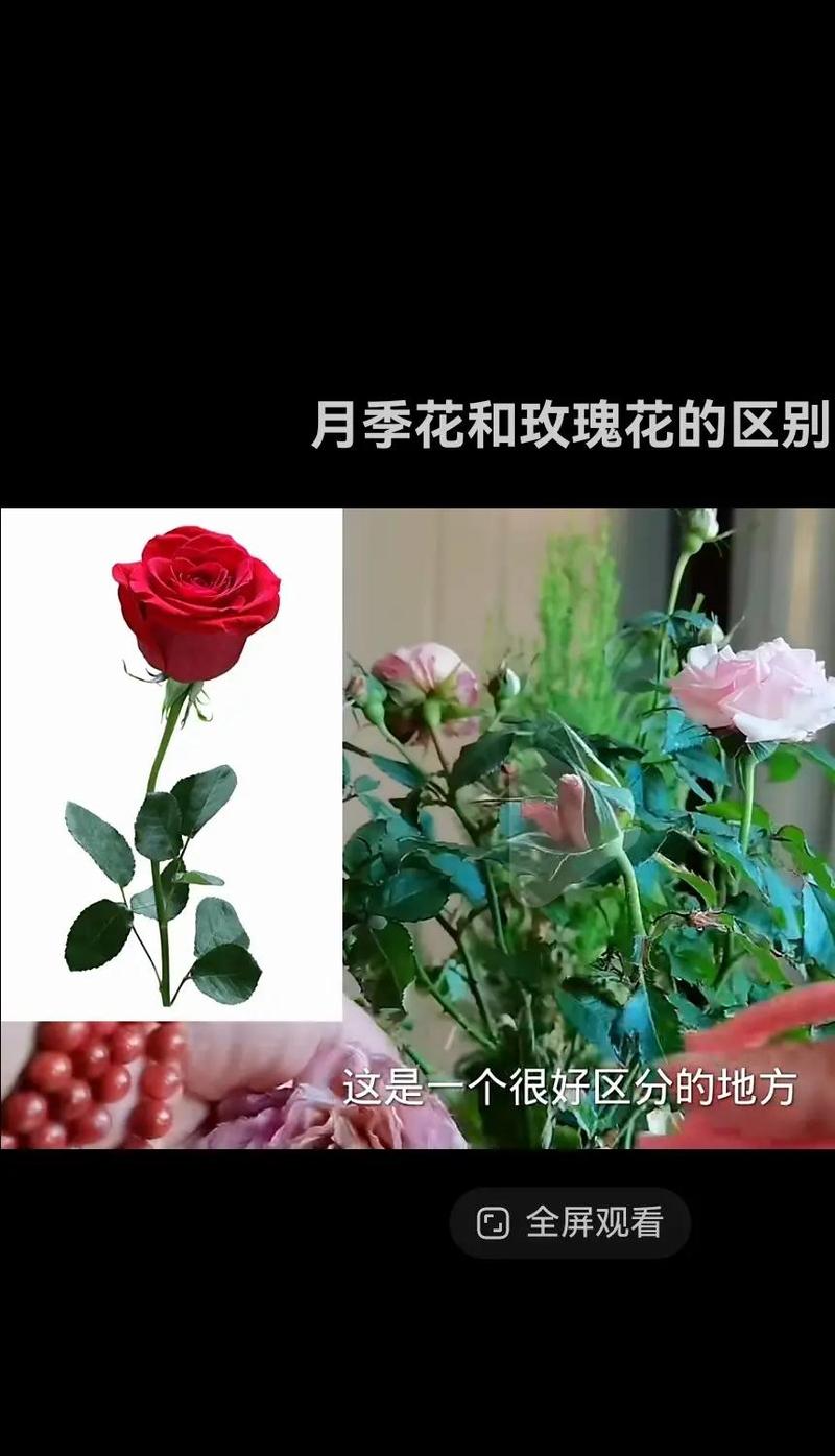 月季花和什么花相似?教你一眼区分月季、玫瑰、蔷薇与牡丹 FAQ