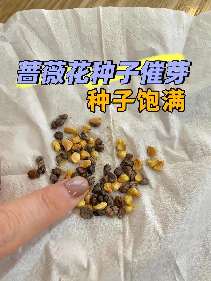 蔷薇花种子怎么种植容易发芽?播种前处理与发芽全流程 蔷薇花种子怎么种植容易发芽?播种前处理与发芽全流程