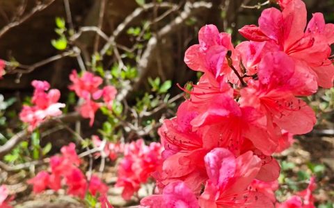 杜鹃花是映山红吗？同一种植物养护全攻略