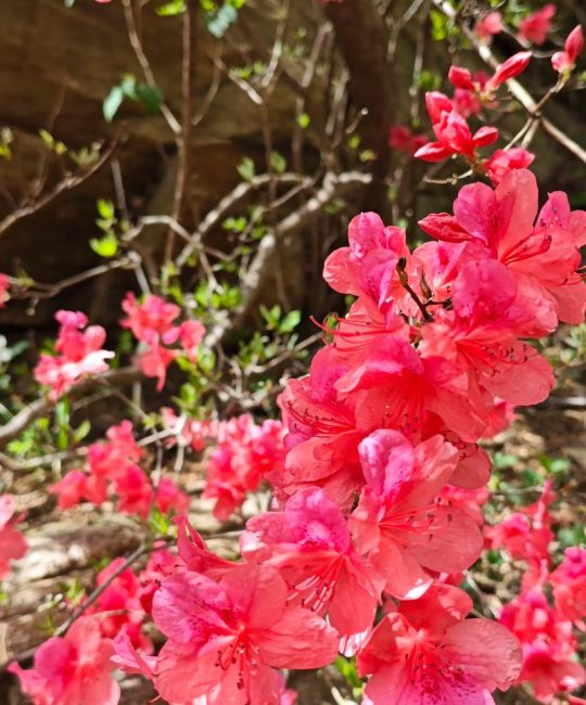 杜鹃花是映山红吗？同一种植物养护全攻略