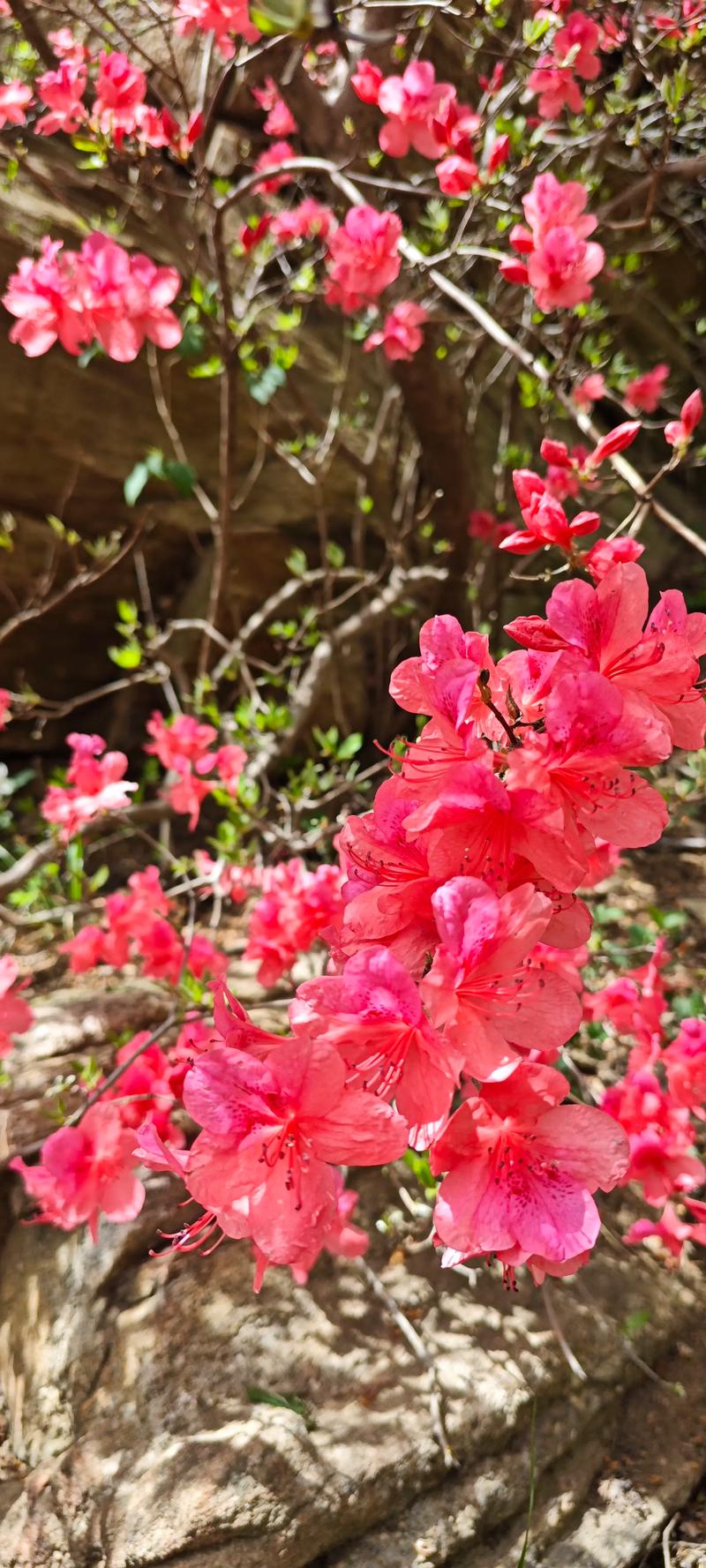 杜鹃花是映山红吗?同一种植物养护全攻略 杜鹃花是映山红吗?同一种植物养护全攻略