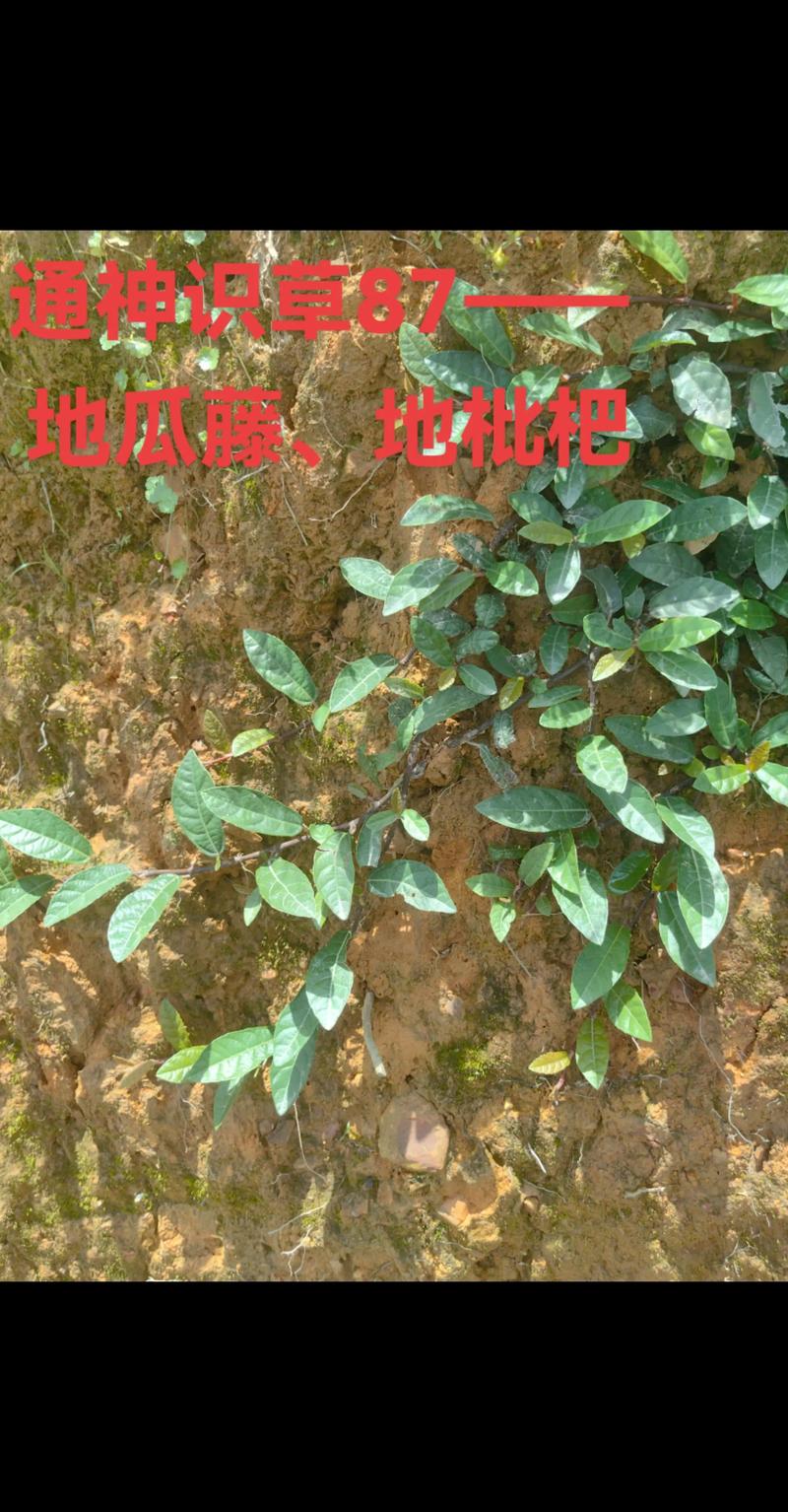 地枇杷的功效与作用:清热解毒、祛风湿的“地瓜藤”全解析 💊 药用常识
