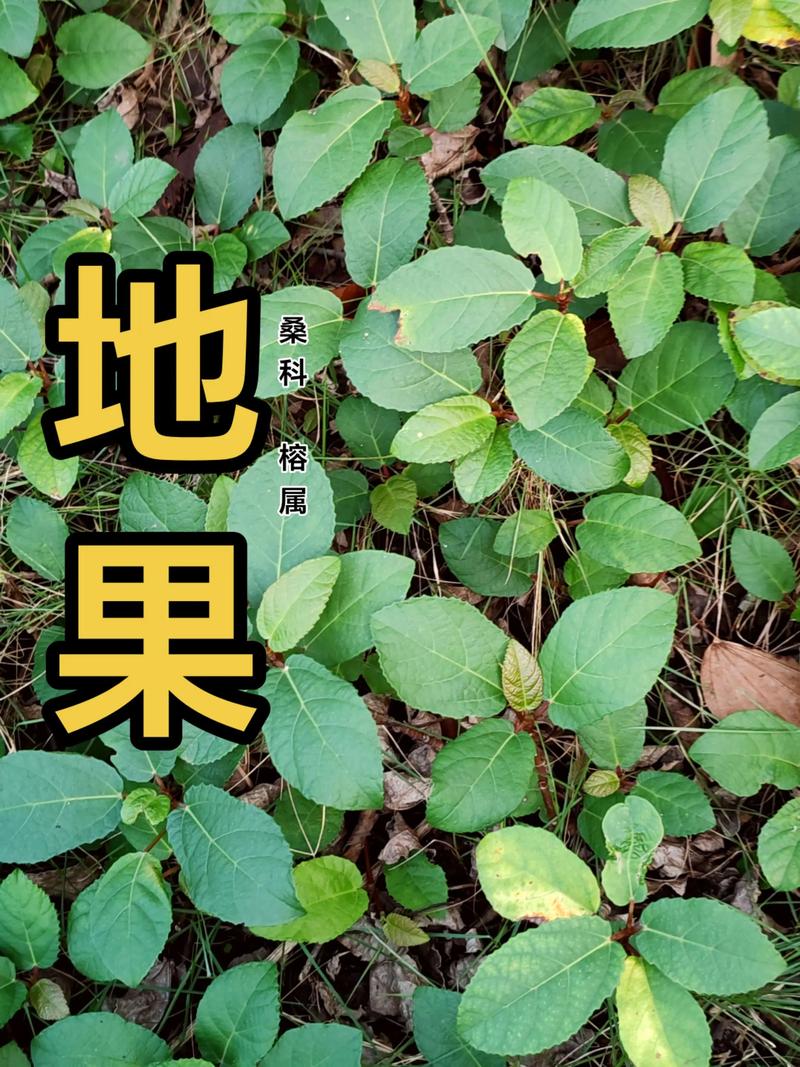 地枇杷的功效与作用:清热解毒、祛风湿的“地瓜藤”全解析 ❌ 常见误区