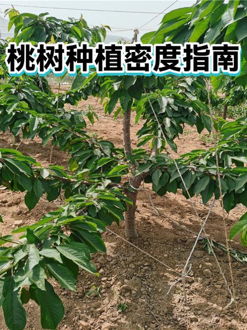 桃树亩种多少棵?栽植密度与品种选择全攻略 总结:合理密度与优质苗木是桃树高产的基础