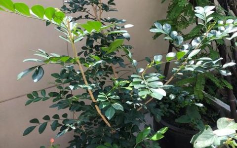 九里香不开花是什么原因造成的？专业诊断与解决方案