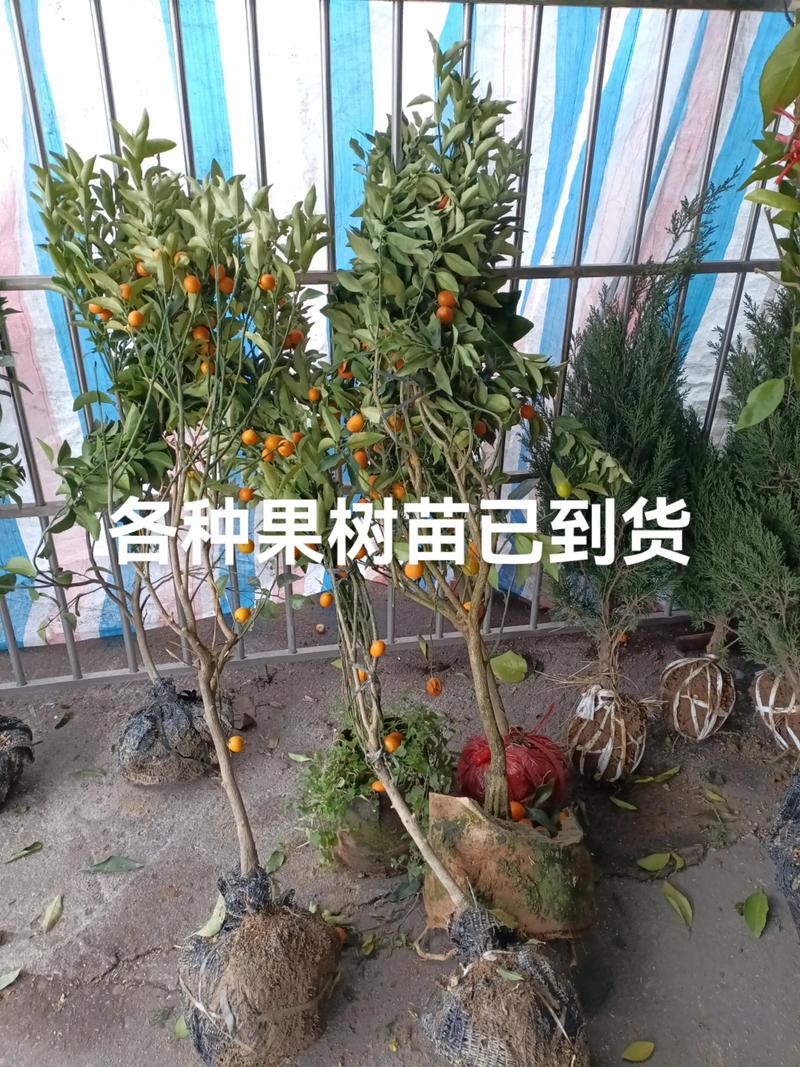 售后补苗政策与书面约定：锁定长期保障