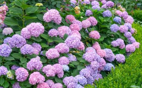 绣球花有几种颜色？全色系品种解析与变色养护指南