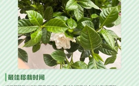 栀子花什么时候移栽最好？掌握这7个关键步骤，成活率翻倍