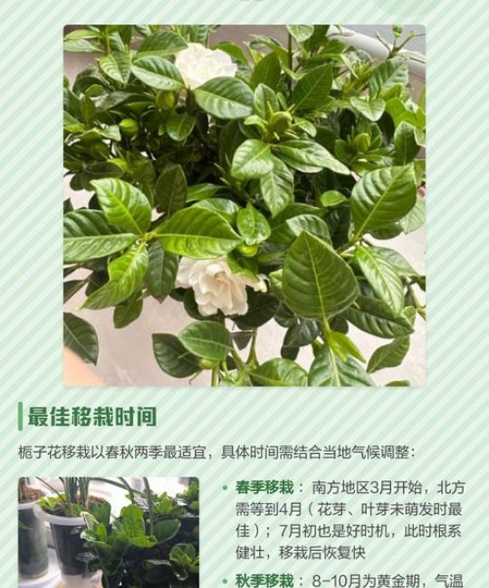 栀子花什么时候移栽最好？掌握这7个关键步骤，成活率翻倍