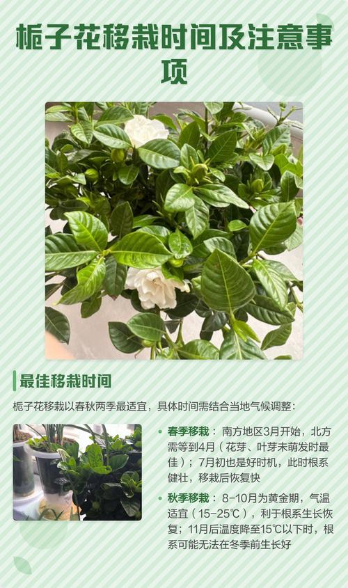 栀子花什么时候移栽最好?掌握这7个关键步骤,成活率翻倍 栀子花什么时候移栽最好?掌握这7个关键步骤,成活率翻倍