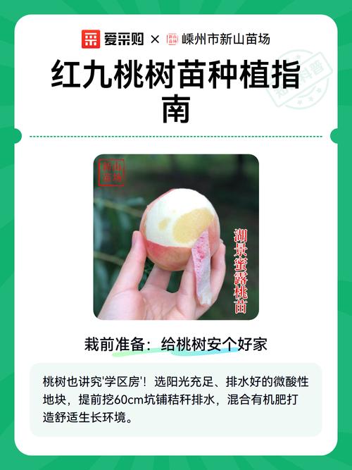 桃树苗种植时间全攻略:秋季定植与春季定植的科学选择 春季定植补救方案与地区差异
