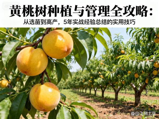 桃树苗种植时间全攻略:秋季定植与春季定植的科学选择 春季定植的苗木选择与补水策略