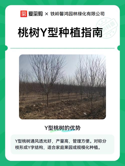 桃树苗种植时间全攻略:秋季定植与春季定植的科学选择 秋季定植的具体操作步骤(按时间顺序)