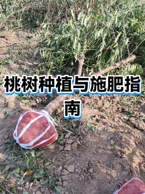 桃树苗种植时间全攻略:秋季定植与春季定植的科学选择 南北地区种植时间差异的常见问题