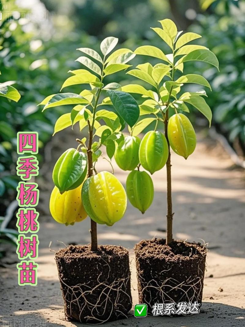 桃树苗种植时间全攻略:秋季定植与春季定植的科学选择 采购时判断苗木质量的“三看”标准