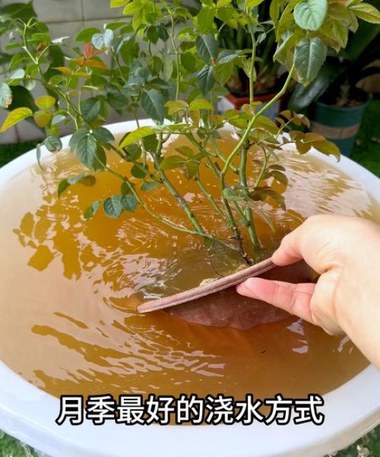 月季花春天怎么浇水怎么养｜春季唤醒与花期准备全指南