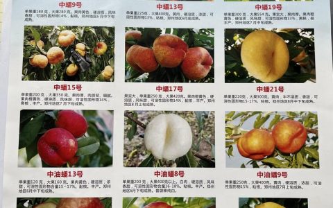 桃树新品种大盘点：中油蟠9号、黄金蜜桃1号与白如玉蜜桃的6维对比与选购指南