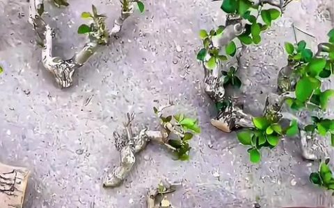 银杏树什么时候扦插成活率高？掌握这7个关键点，成活率超90%