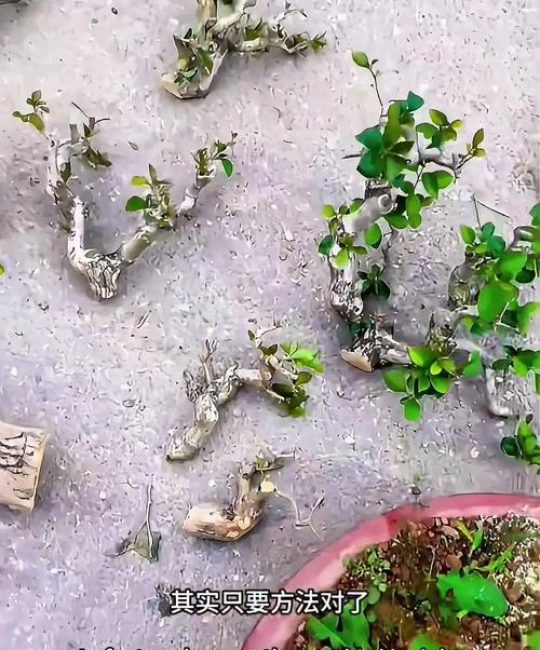 银杏树什么时候扦插成活率高？掌握这7个关键点，成活率超90%