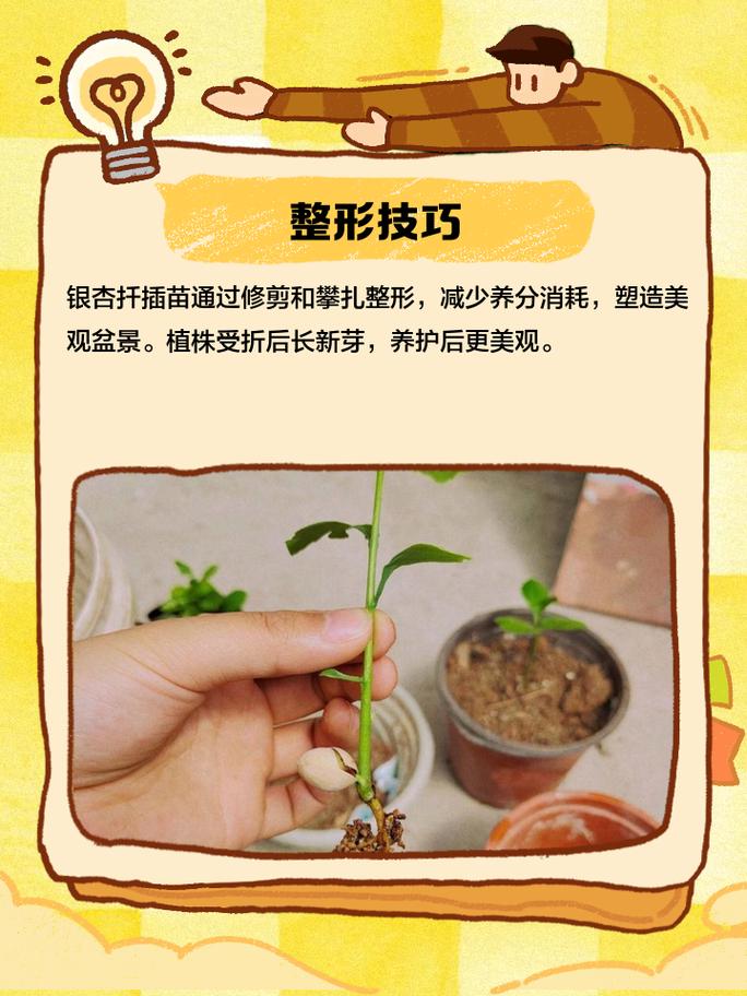 三、栽前处理：插穗“精修”与“消毒”