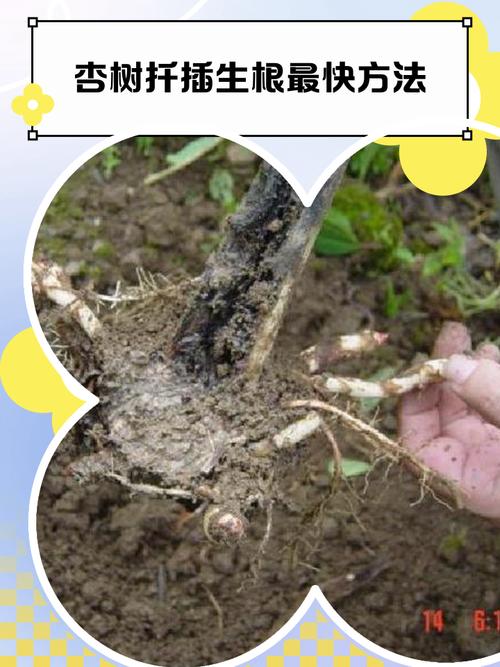 五、浇定根水：第一次浇水至关重要