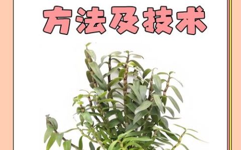 石斛用什么植料种植最好？专业配比方案与上盆操作全指南
