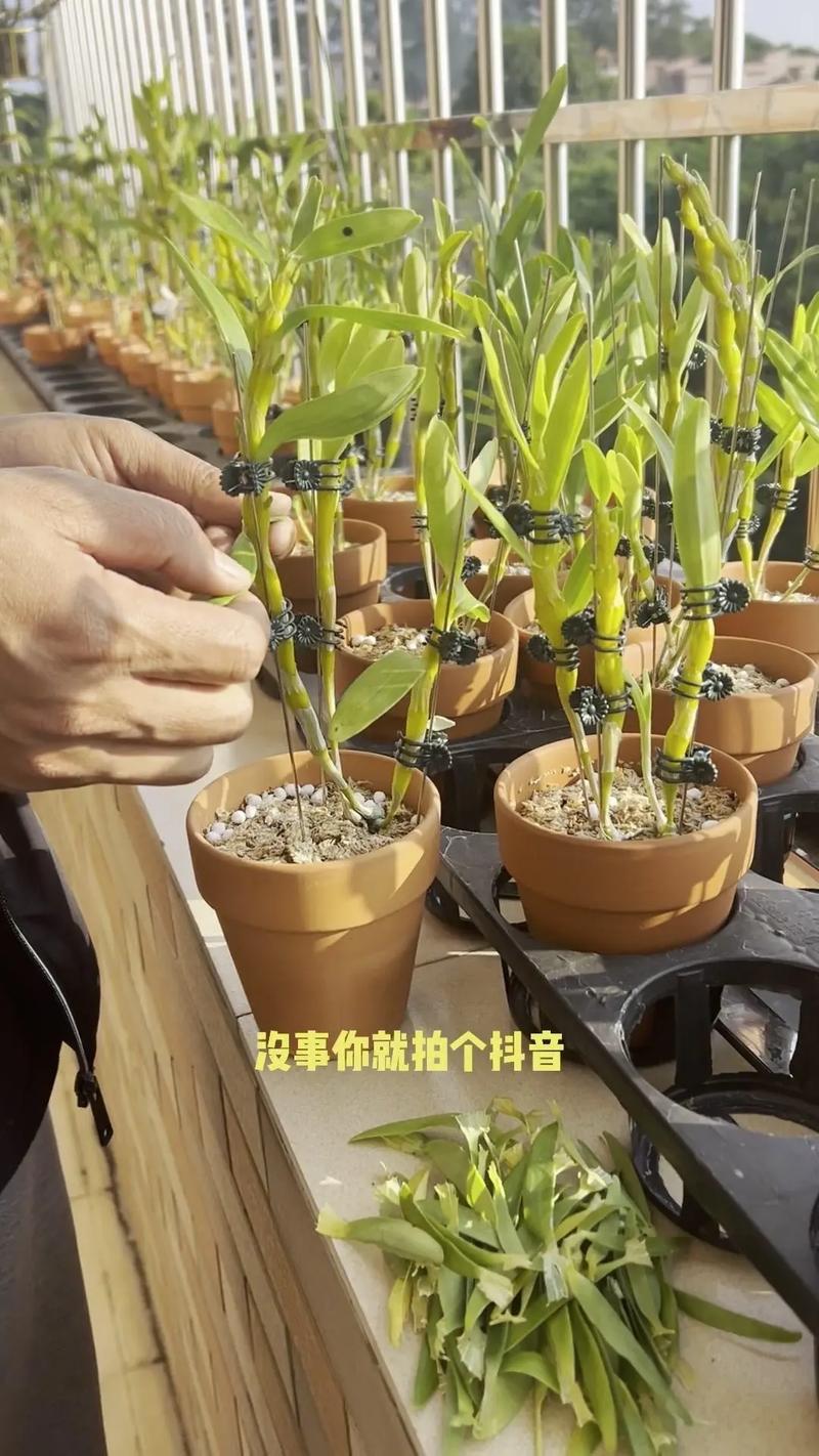 三、栽前处理（种苗准备）