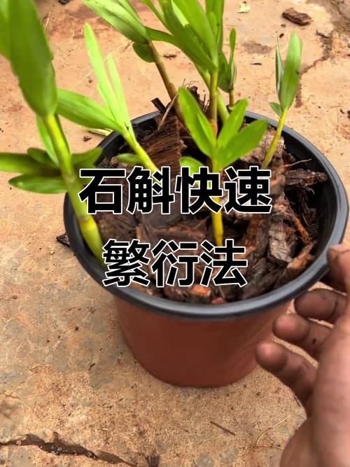 五、浇定根水
