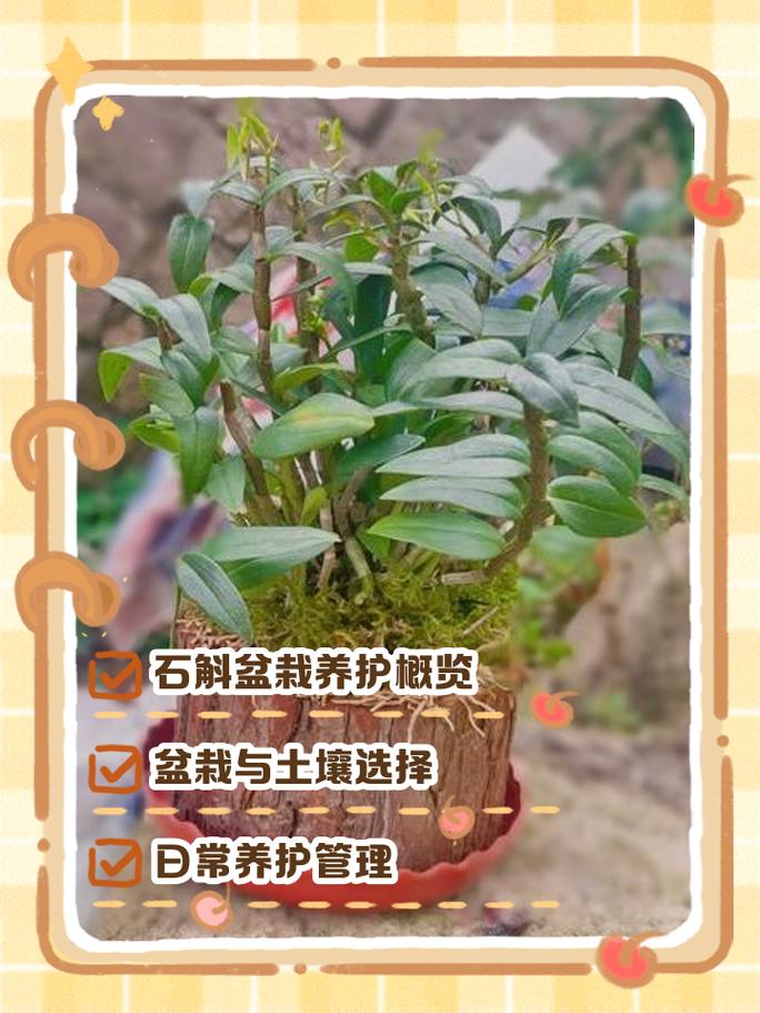 六、缓苗管理