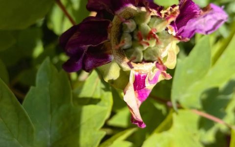 牡丹花结种子吗？从开花到结籽全攻略，附盆栽地栽养护指南