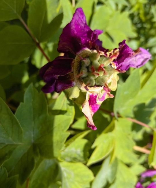 牡丹花结种子吗？从开花到结籽全攻略，附盆栽地栽养护指南