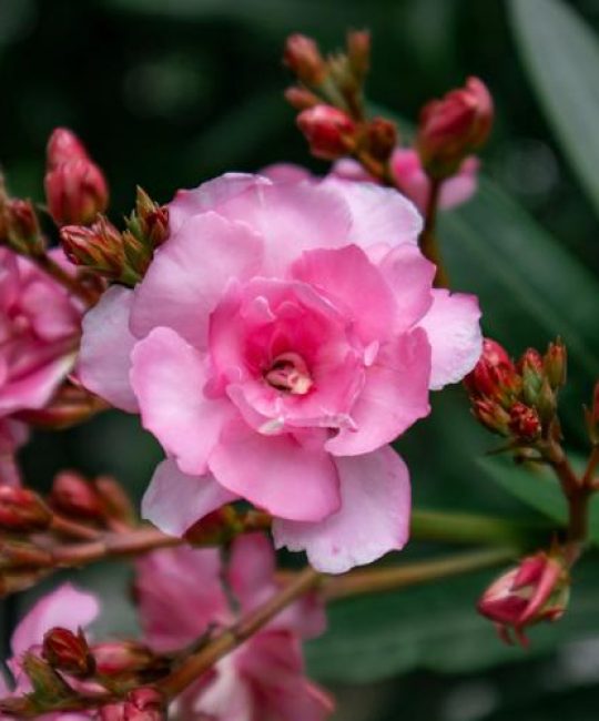 夹竹桃花是什么颜色？花色品种与观赏识别指南