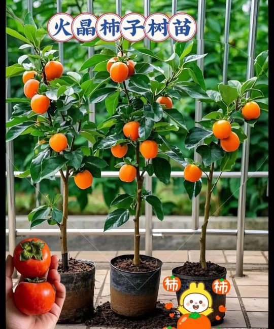柿子苗什么时候种植？最佳时间与完整操作指南