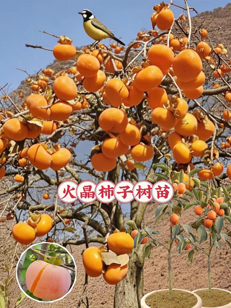 柿子苗什么时候种植?最佳时间与完整操作指南 五、浇定根水:边栽边浇,一次性浇透
