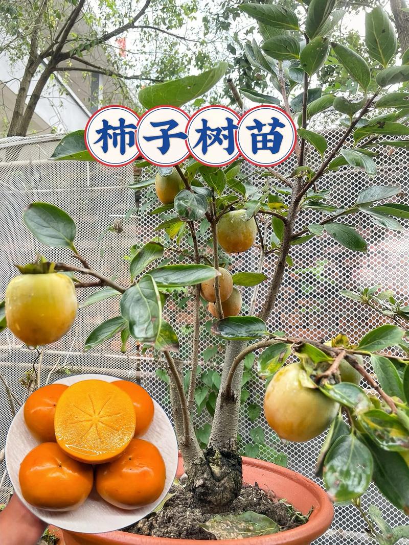 柿子苗什么时候种植?最佳时间与完整操作指南 六、缓苗管理:遮阴保湿,7-10天新芽萌发
