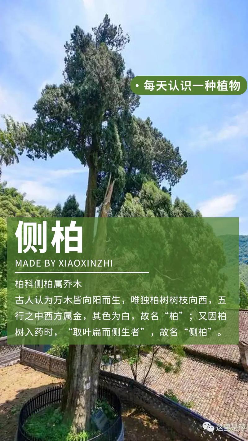 坟上适合种什么树?侧柏地栽技术指南(附完整操作流程) 二、土壤环境