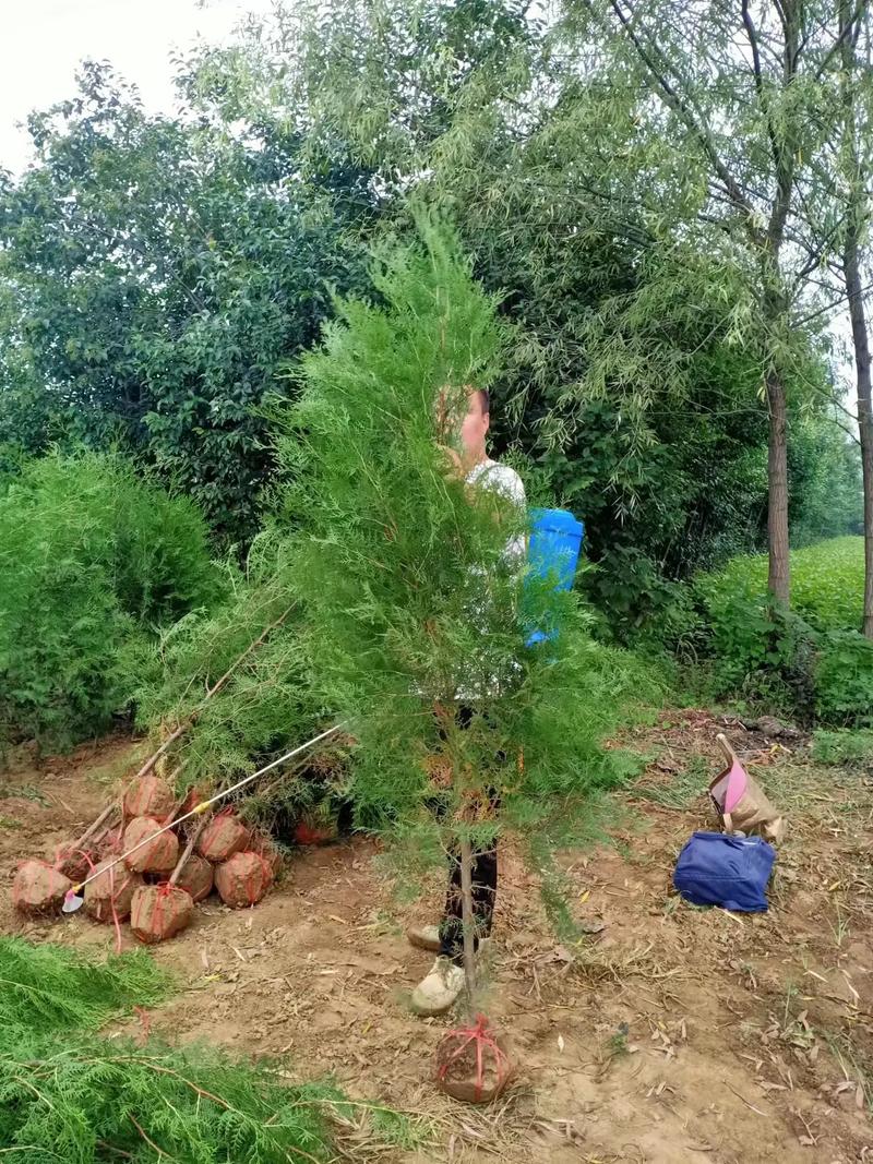 坟上适合种什么树?侧柏地栽技术指南(附完整操作流程) 四、栽植深度控制
