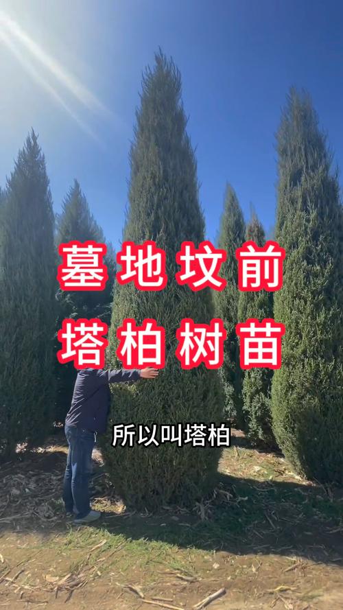 坟上适合种什么树?侧柏地栽技术指南(附完整操作流程) 六、缓苗管理