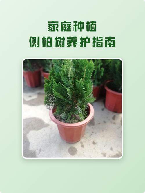 坟上适合种什么树?侧柏地栽技术指南(附完整操作流程) 七、成活注意事项